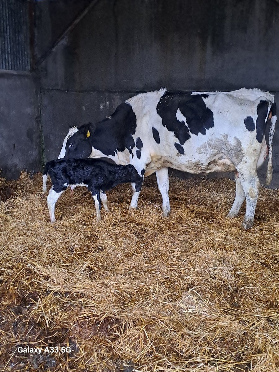 CiaranOShea11's tweet photo. R2 D2, GP83 as a heifer, calved in for her second with an Earlybird heifer. Beninteresting to see how she progresses #cowmaker @eurogeneai https://t.co/3stDyPjbuL