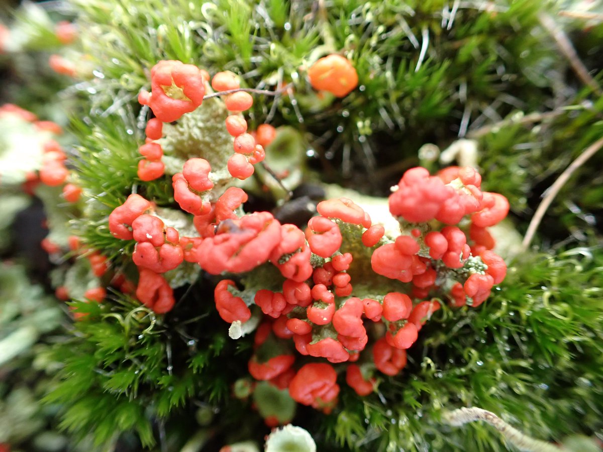 Nice to find Cetraria aculeata at a new site, a shale scree !Also Baeomyces rufus and Cladonias because i love them !!😃 <a href="/mothgarden/">Jenny Seawright</a>