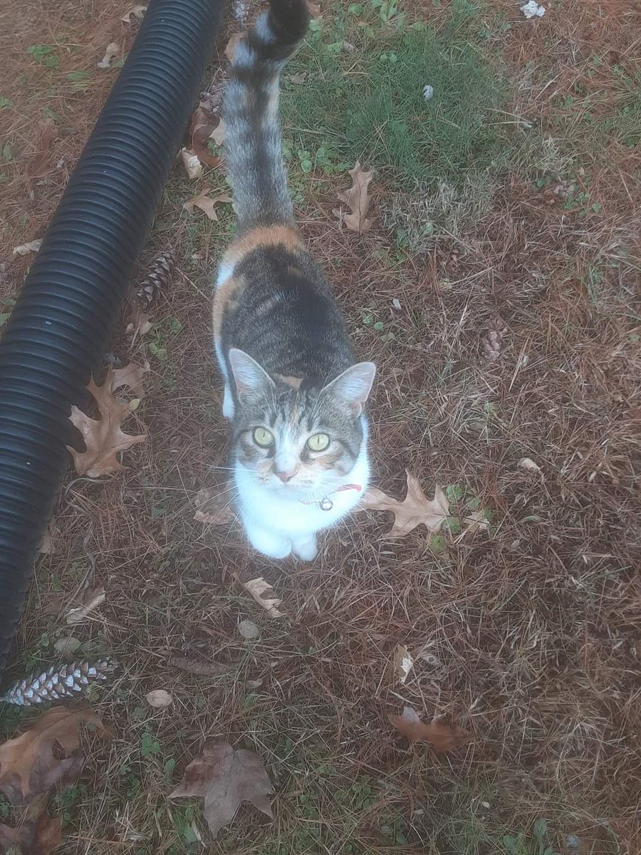 adki79062's tweet photo. This cat showed up at my house a few days ago and have not left. Has a collar on. Will be taking to the pound if nobody wants it. https://t.co/efe1UZ1tVm