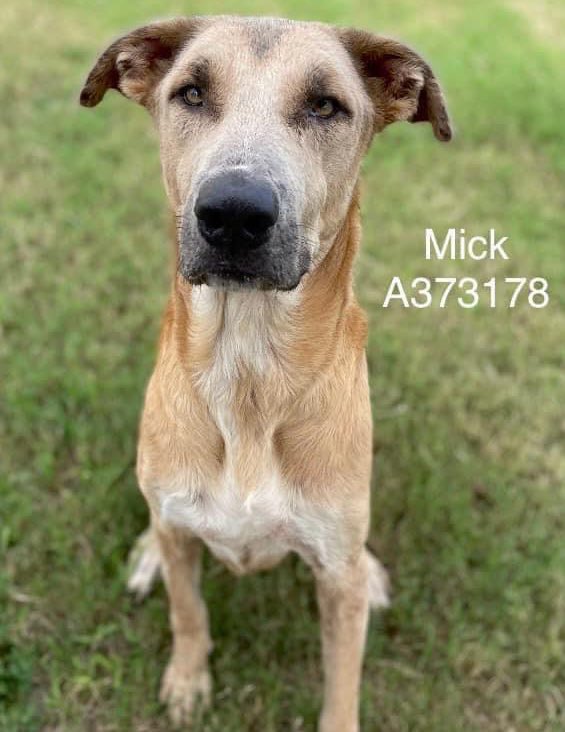 BearyHappy04's tweet photo. KILL DATE: MONDAY 11/18/24 12:00 NOON

Mick A373178
Male
4 year 73lbs HW+ 

Corpus Christi Animal Control Services, 
2626 Holly Road, Corpus Christi, #Texas 

📧 ccacsrescues@cctexas.com

#dogsoftwitter #rescuedogs #corpuschristi #TX 
MORE👇 https://t.co/l95kH0TX4D