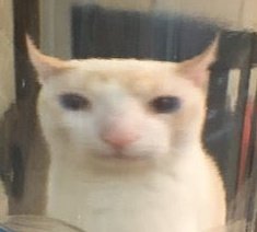 "This could've been avoided if BSlick didn't give atten-"

This would've been avoided if Vivi didn't start saying lies n shit about people for no reason, ain't rocket science