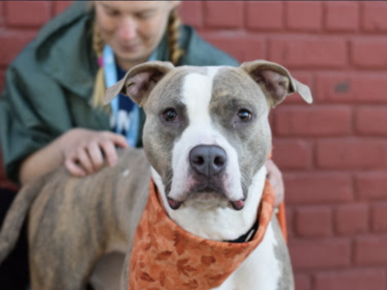 pet_pardon's tweet photo. Daisy is a young, approximately 2-year-old girl, weighing a petite 64 pounds. She's friendly, outgoing, and social with both familiar and unfamiliar dogs.
To inquire go to: https://t.co/vnn50emMhr
#dogrescue #sharetosavealife #seenequalssaved #ittakesavillage #adoptdontshop https://t.co/iEGScOIWYC