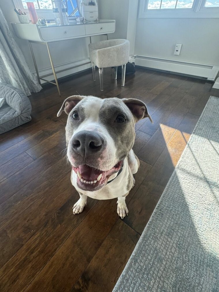 pet_pardon's tweet photo. Daisy is a young, approximately 2-year-old girl, weighing a petite 64 pounds. She's friendly, outgoing, and social with both familiar and unfamiliar dogs.
To inquire go to: https://t.co/vnn50emMhr
#dogrescue #sharetosavealife #seenequalssaved #ittakesavillage #adoptdontshop https://t.co/iEGScOIWYC