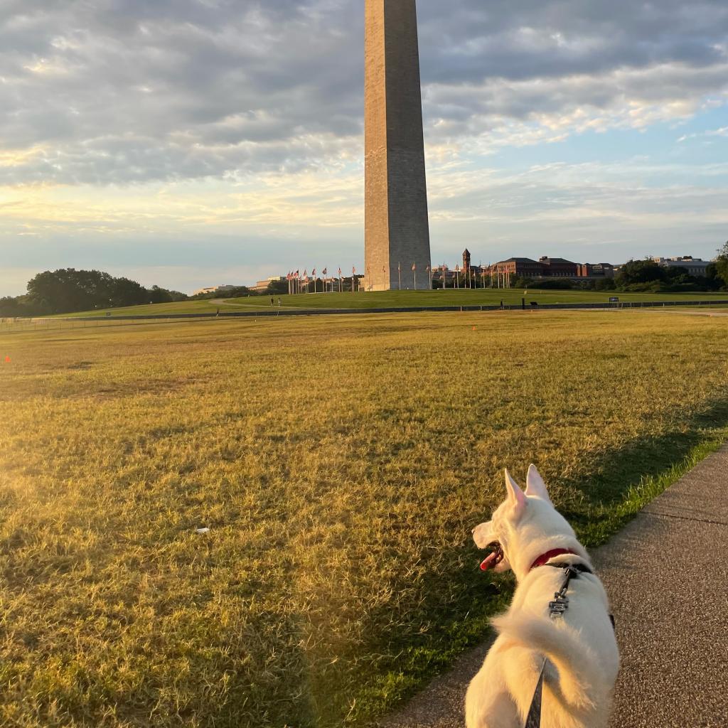 CityDogsRescue's tweet photo. Adoptable Mulan has been soaking up all the fall vibes outdoors! 🍂
Mulan would love to find a home with another playful pup to be her BFF. 

Apply to adopt this perfect princess today: https://t.co/bvL7pbxOB5 🐾

#DCDogs #DogsofDC #AdoptMulan #Husky https://t.co/yg8v0qDsgD