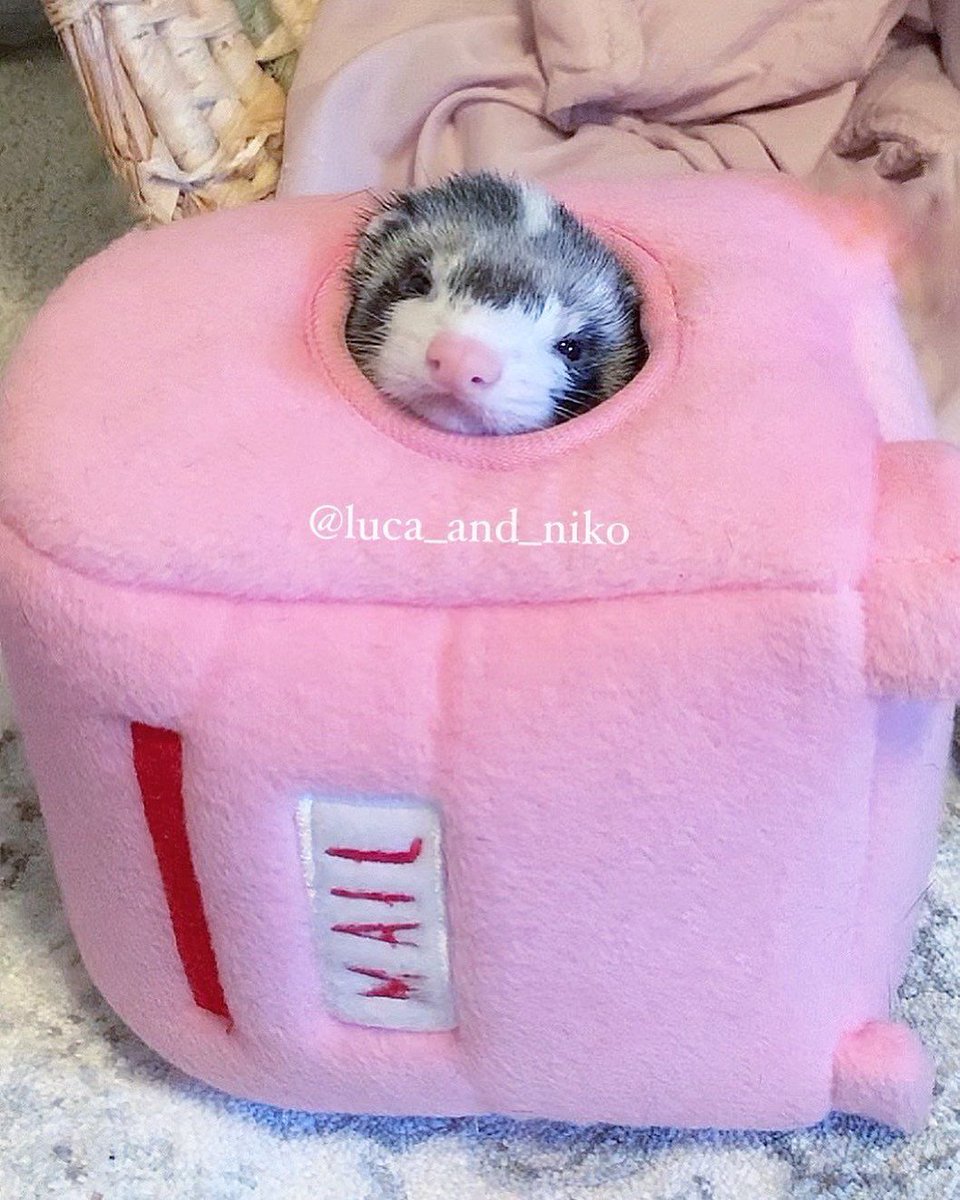 Ferret Every Hour (@ferretperhour) on Twitter photo 