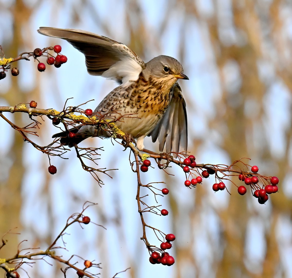 Fieldfare and berries! 😍
 Still waiting for this years Fieldfares to arrive! 😊
 It's Friday.... you know what to do everyone! 😉😀🐦♥️