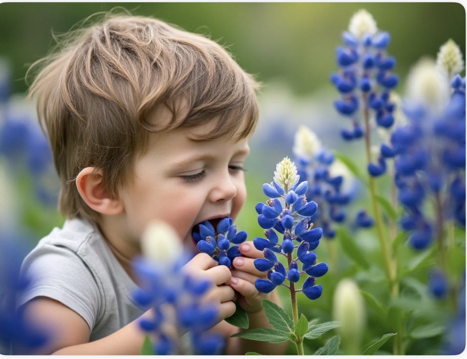 Woodyboy2020's tweet image. 📢 CALL TO ACTION: Contact the SBOE and demand the  #SBOE vote NO on Bluebonnet curriculum! No state agency should control the values taught to our children. #NoToBluebonnet #TXPolitics
Bluebonnets are dangerous for children to eat!