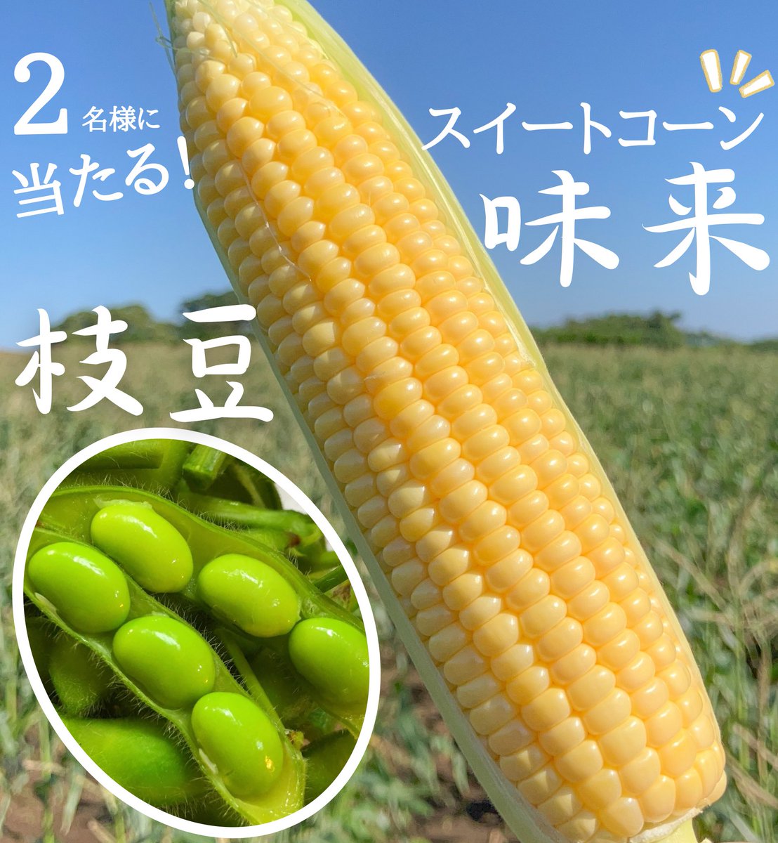 ＼#夏の名物野菜アゲイン／

生で食べれるスイートコーン🌽
味来＆はねっ娘枝豆セットを 2名様に
プレゼント致します🎁

◎応募方法:<a href="/iwasakifarm/">岩崎ファーム</a> をフォロー&amp;RP  
◎締切:11月17日(日)