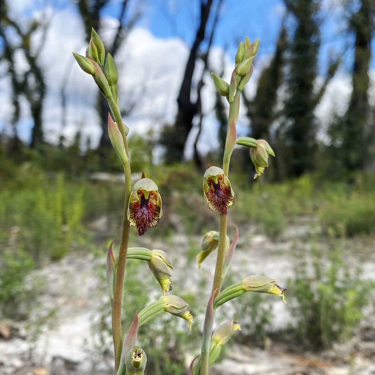 RBGV Science tweet media