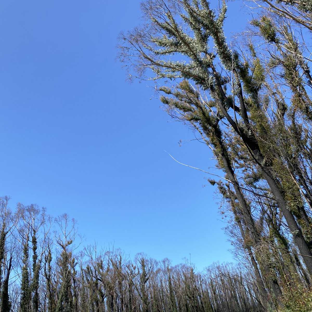 RBGV Science tweet media