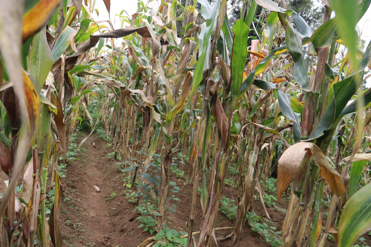 🔹Los sistemas de soporte permitirán que autoridades, equipos técnicos y familias agricultoras tomen decisiones para alcanzar una #MejorProducción y la transformación de sistemas agroalimentarios sostenibles y resilientes, con  el apoyo del Gobierno de Estados Unidos.
