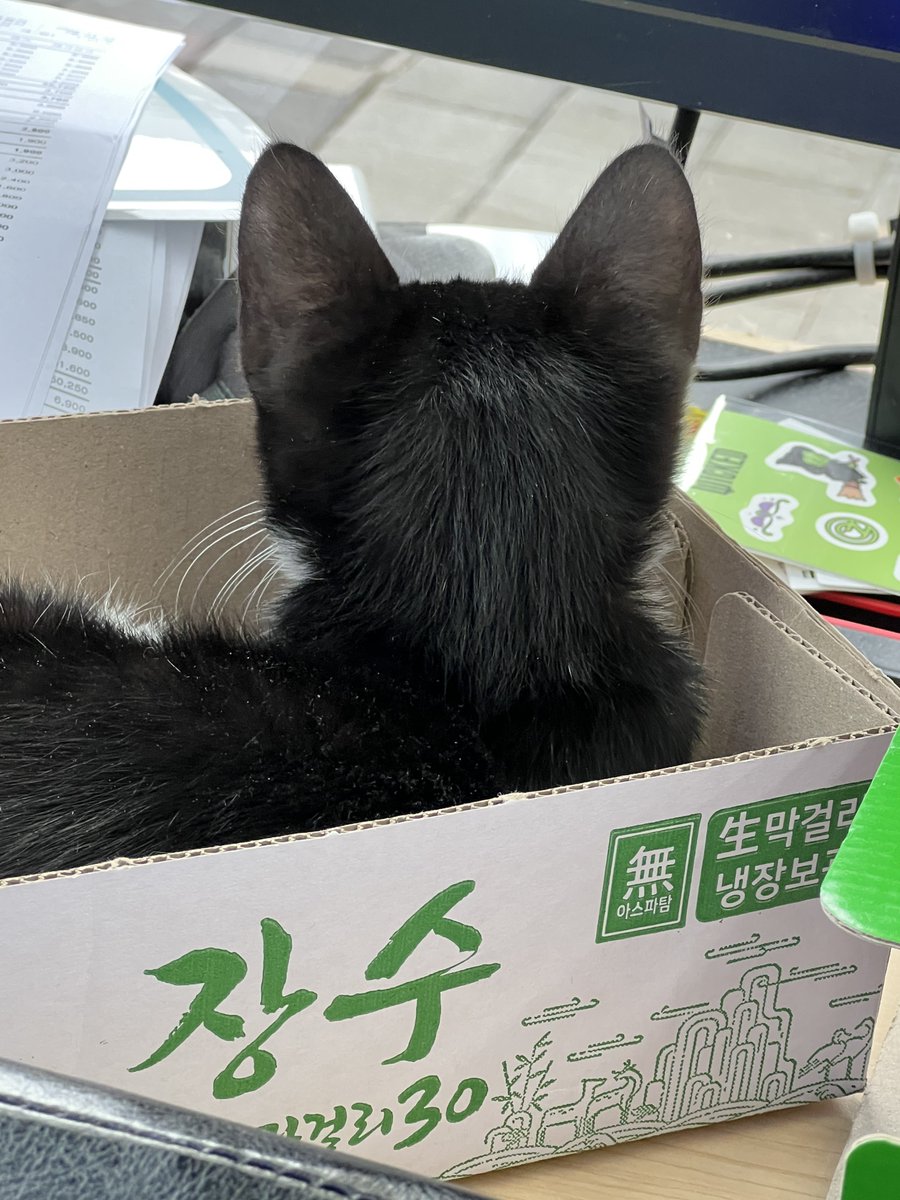 이 아기고양이에게 묘연을 느끼시는 분 계신가요?
지역은 광주광역시이고, 현재 임보를 할 마땅한 곳이 없어 편의점에서 지내고 있습니다.
작아서 손님 발에 채이고 무겁고 위험한 물건이 많아 임보 혹은 입양을 통해 안전한 가정에 있을 필요성이 느껴져 트윗 올려봅니다...