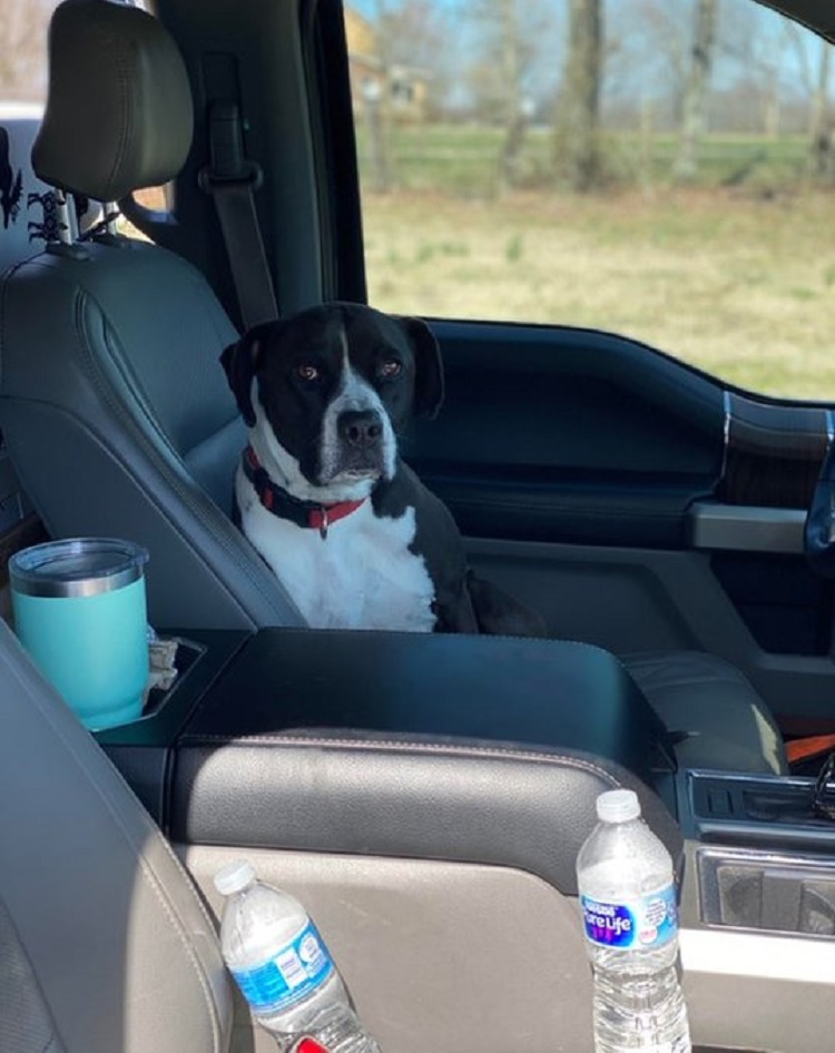 The Dalbo Dog (@dalbodog) on Twitter photo "Her first family moved and left her. We are now moving and she won’t leave the truck. I tried explaining that she is staying with us forever." "Her first family moved and left her. We are now moving and she won’t leave the truck. I tried explaining that she is staying with us forever."