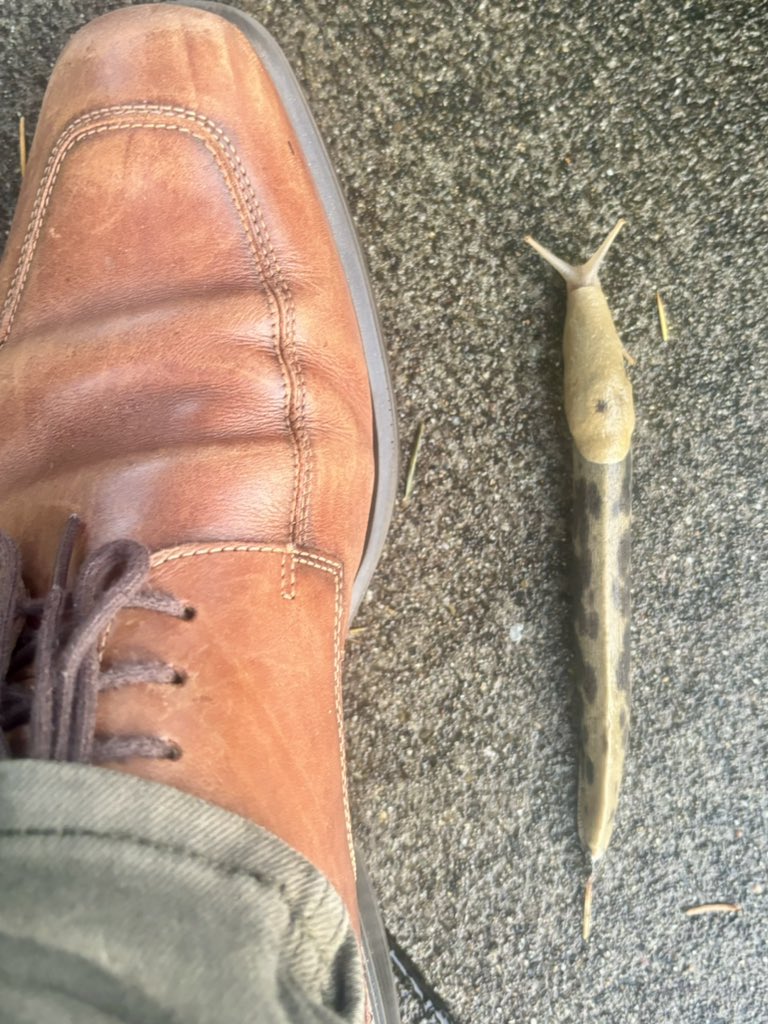 This unit of a size 9 slug.