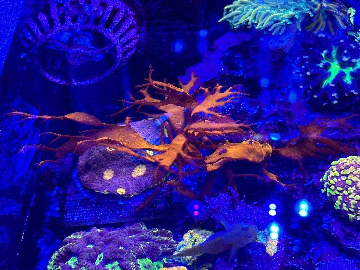 ピカピカに成長中の海藻「ドラゴンブレス」 コケ取り生体やヤッコが