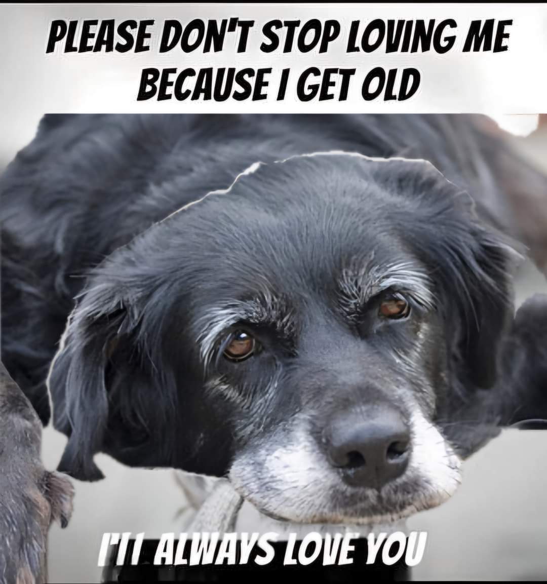 Old dogs are as cute as puppies ❤️ my mom says I am beautiful but am I  really ❤️