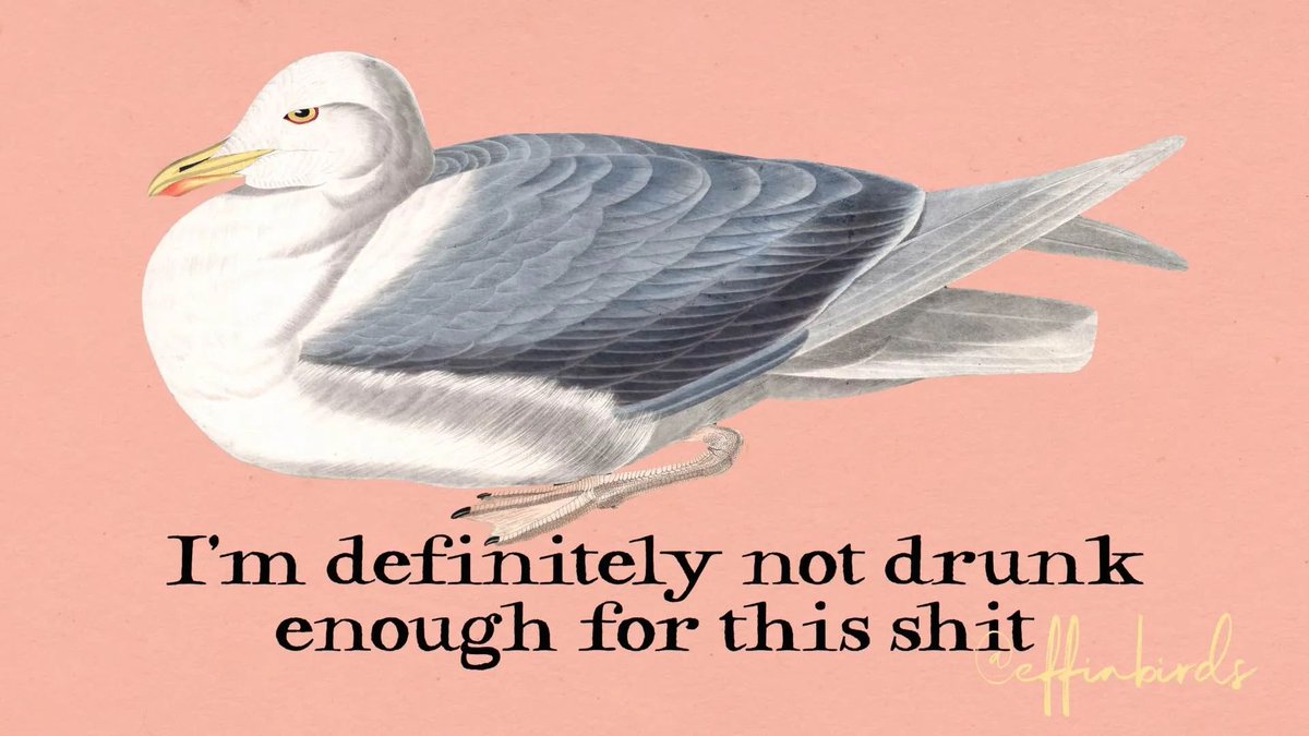Effin' Birds (@effinbirds) on Twitter photo 