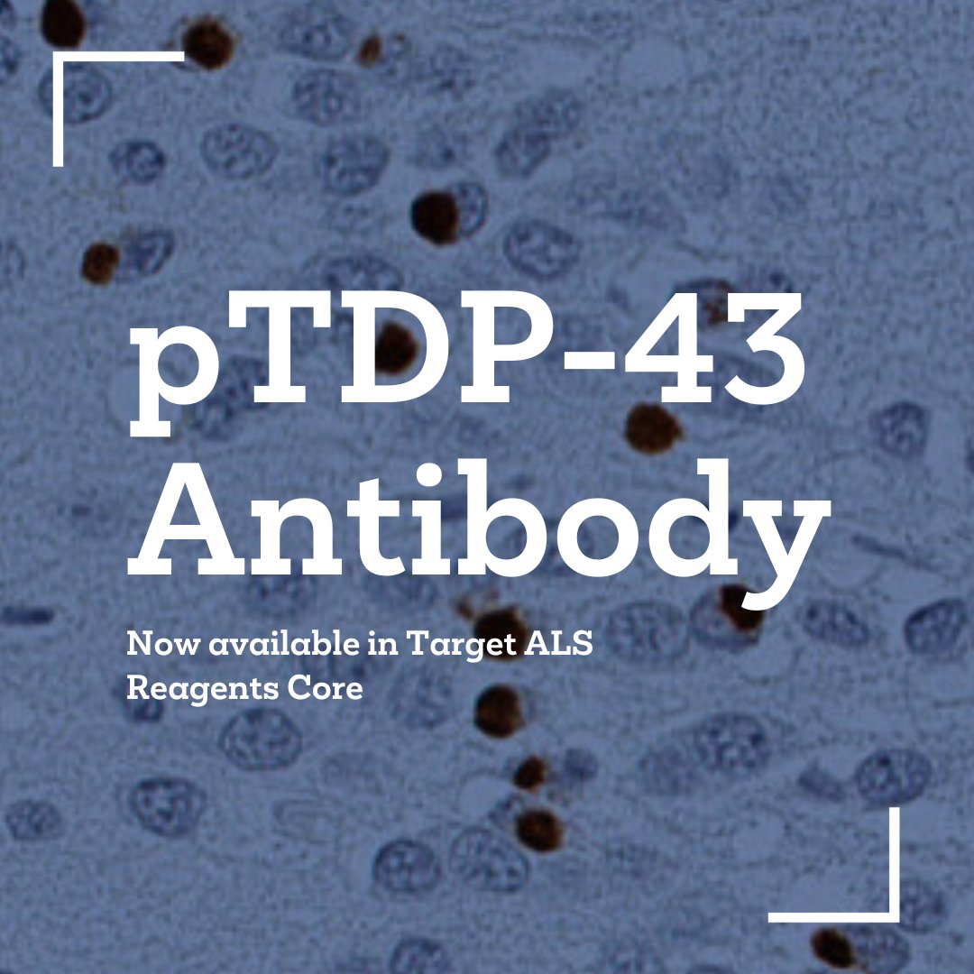 We’re thrilled to announce that a validated pTDP-43 antibody is now available for ALS researchers worldwide through Target ALS Reagents Core! 

Developed by Dr. Len Petrucelli's lab, this tool aims to advance #ALSResearch accessibility.

Learn more: bit.ly/48C8PrR