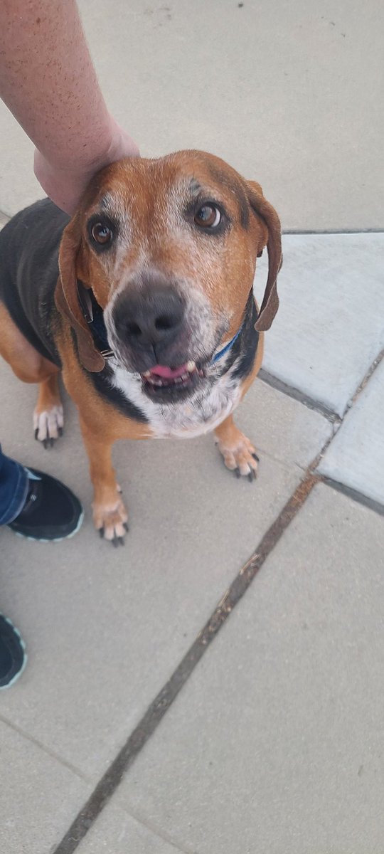 Anyone missing their puppers in Clovis,CA. #Clovis