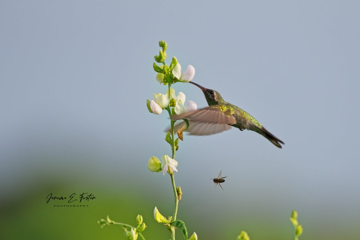 Jerome E. Foster Photography 🇯🇲 🇹🇹 🇱🇨 tweet media