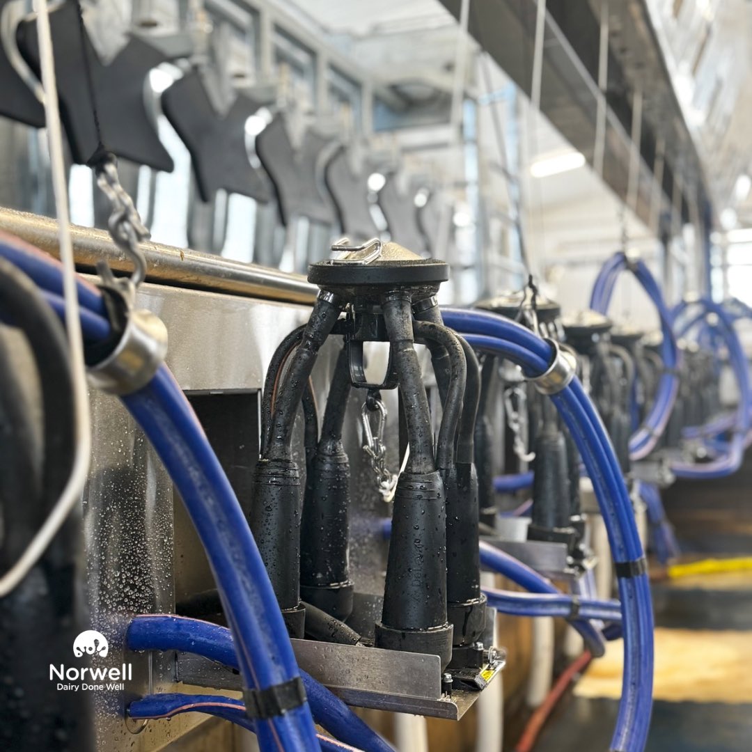 Last night was an exciting night at Richview Acres! Our talented install team finished the second side of the parlour update and they milked on both sides of the new DeLaval P500! We are so excited for the family to enjoy the new parlour and increased capacity!  It’s been a