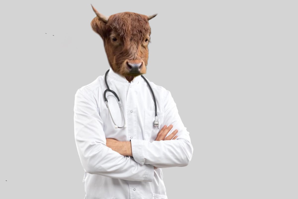 DumpyBullSOL tweet media