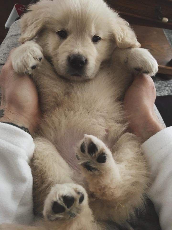 puppies video (@puppies_video) on Twitter photo 