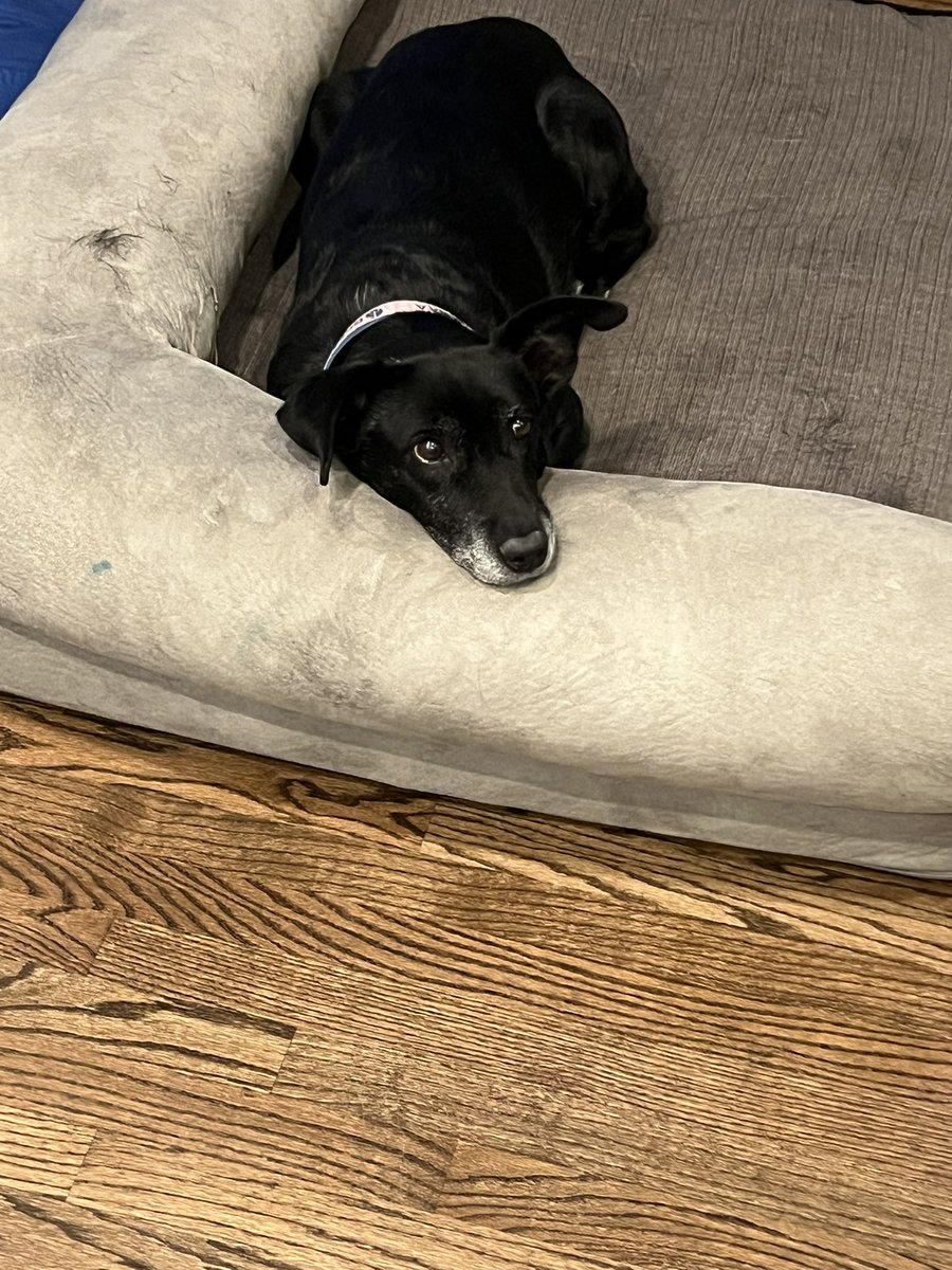 It is with great sadness that I share our beloved Maya has crossed the rainbow 🌈. She was a great rescue dog, goose dog for Kemper, and family dog. She will be greatly missed. This was very unexpected as she had a severe case of cancer in her lungs and bloodstream. She will be