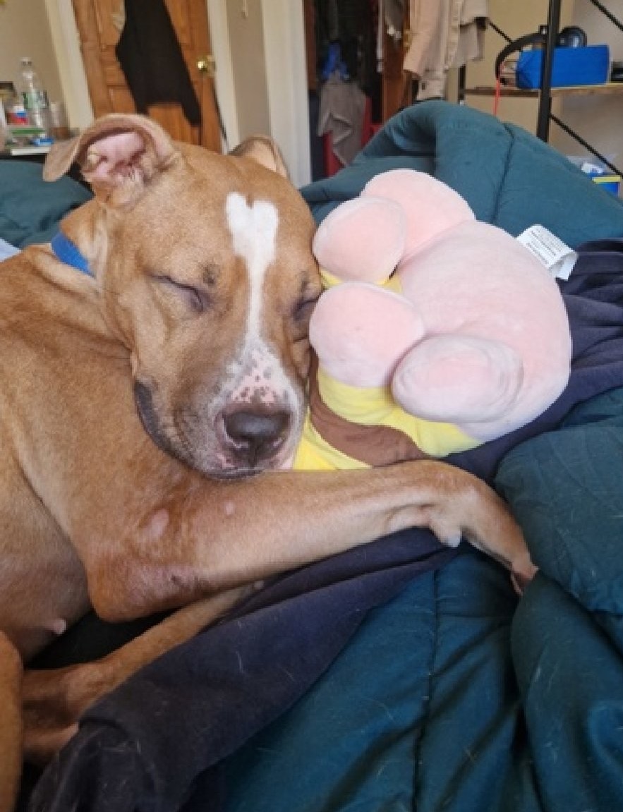 GRAPEFRUIT🩷   212329
#NYCACC
TBK 11/16💉
LOOK AT THIS SWEETHEART!
There's even a ❤️ on her head!
She's a sweet, social girl!
Sensitive &amp; shy🤗
So sad being locked up all of the time! Paws her kennel door &amp; cries to get out😔
She needs someone to love her!💞
FOSTER/RESCUE #PLEDGE