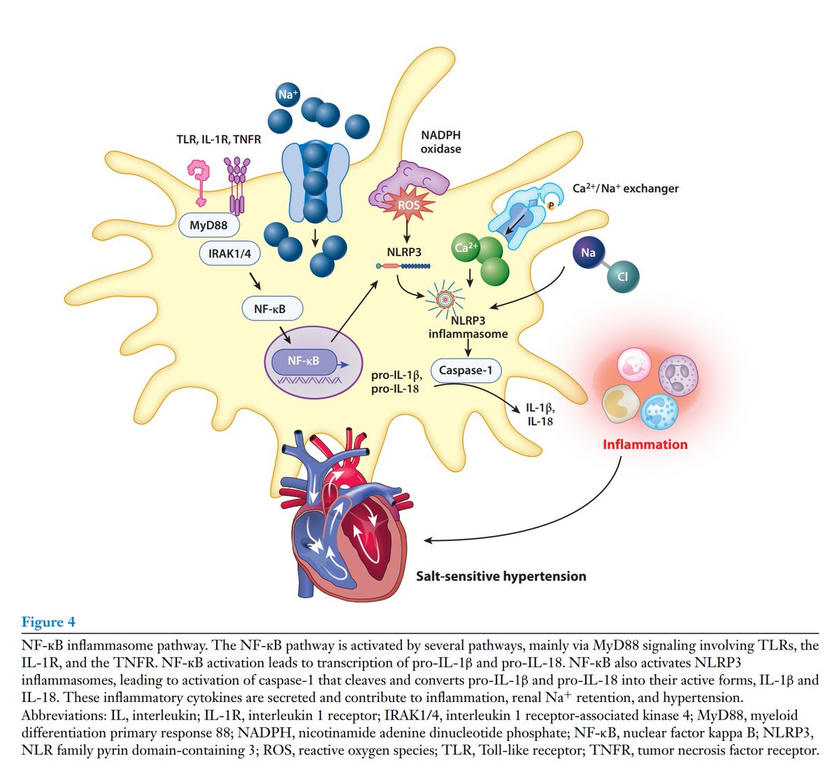 Annet Kirabo D.V.M., M.Sc., Ph.D., F.A.H.A. (@annetkiraboc1) on Twitter photo Our paper on "Epithelial Na+ Channels, Immune Cells, and Salt" published in <a href="/AnnualReviews/">Annual Reviews</a> of Physiology is now in pubmed <a href="/PubTrend/">PubMed Trending</a>
pubmed.ncbi.nlm.nih.gov/39531395/
Thanks <a href="/sepiso_masenga/">Sepiso K Masenga, PhD</a> & <a href="/tkleyman/">Tom Kleyman</a>! Our paper on "Epithelial Na+ Channels, Immune Cells, and Salt" published in <a href="/AnnualReviews/">Annual Reviews</a> of Physiology is now in pubmed <a href="/PubTrend/">PubMed Trending</a>
pubmed.ncbi.nlm.nih.gov/39531395/
Thanks <a href="/sepiso_masenga/">Sepiso K Masenga, PhD</a> & <a href="/tkleyman/">Tom Kleyman</a>!
