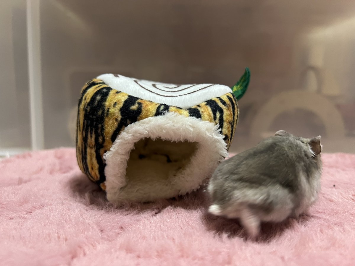 切り株ふわふわ気に入ってくれるといいな
サービスおちっぽ(おしり+ちいさい+しっぽ)
可愛いすぎる(ˊo̴̶̷̤  ̫ o̴̶̷̤ˋ)♡