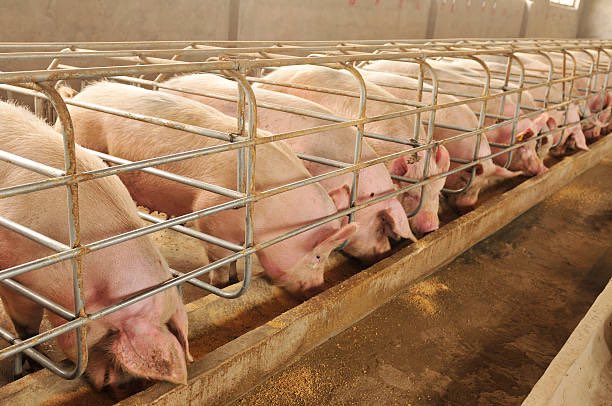 p_dusabimana's tweet photo. As promised, this is what you should know before you join pig farming as a business 👇👇

Just like any livestock business, you need to consider housing, breed selection and management, feeding, marketing, and overall handling. Consult different farmers' groups, and veterinary consultants, and visit experienced farmers before venturing into the pork industry.

Market Research

Conduct thorough market research to assess the potential demand for pork products. Analyze market trends, consumer preferences, and pricing dynamics. This information will ensure informed decisions on production levels, marketing strategies, and profitability. Currently, pork is the most consumed meat globally and locally, Pork industry is one of the priority areas in agriculture transformation.

Buildings

Set up proper housing for the pigs, ensuring they have adequate space, ventilation, and protection from extreme weather conditions. Consider factors such as drainage, waste management systems, and biosecurity measures to maintain a healthy environment for the pigs.

Nutrition

Make a balanced and nutritious feeding program for your pigs. Consult with a veterinarian or feed company for a diet meeting the nutritional needs of various stages of pig growth. Proper feeding is essential for healthy growth, reproductive success, and weight gain.

Health Management

Implement effective health management practices to prevent and control diseases. Develop vaccination schedules, implement biosecurity protocols, and monitor overall health. Ensure regular check-ups, hygiene, and early disease identification and treatment.

Breeding and Genetics

To optimize the quality and productivity of your herd, understand the pigs breeding factors like selecting suitable boars and sows, artificial insemination, and maintaining breeding records. Breeding can impact the growth rate, carcass quality, and profit.

In Rwanda exists different breeds for various purposes, Landrace known for its high mothering ability, Duroc and Pietrain are best known for high meat quality. There are other unfamiliar but best breeds like Camborough that was developed to maximize the kilograms and efficiency of weaned pigs.
For more about pig breeds, kindly consult @pigs_farm.

Financial Management

Develop a good financial plan and budget for your pig farming operation. Consider costs of land, facilities, equipment, feed, vet services, labor, and others. Monitor expenses and revenues, and ensure you set good pricing to cover costs and generate profits.

Marketing and Sales

Develop effective marketing for your pork products. Identify potential customers, like local markets and restaurants. Build relationships with buyers and establish a strong reputation for quality and trust.

Continuous Learning

Stay updated with industry trends, tech advancements, and regulatory needs related to pig farming. Network with other pig farmers, join relevant associations and engage in knowledge-sharing platforms to learn from experienced professionals and stay ahead.

Finally, remember that pig farming requires dedication, hard work, and a deep understanding of the pork industry. It is critical to be adaptable, proactive, and committed to providing the best possible care for your pigs while maintaining a profitable business.

(Disclaimer: This guide contains general overview, and experience may vary region per region. Before you implement it conduct your further research, consult nearby farmers, and farm consultants in your region. Thank you.)

#PigFarming #Pork #SustainableAgriculture #Agribusiness