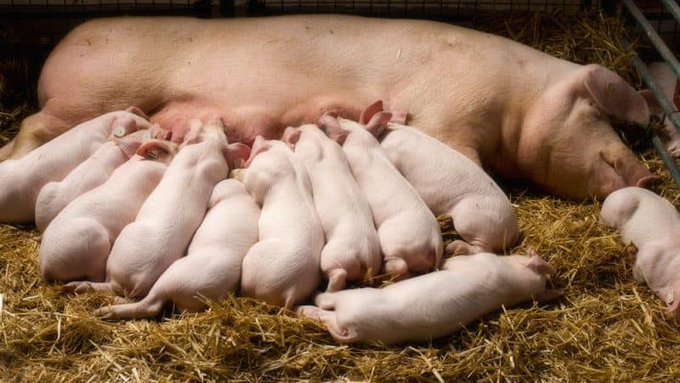 p_dusabimana's tweet photo. As promised, this is what you should know before you join pig farming as a business 👇👇

Just like any livestock business, you need to consider housing, breed selection and management, feeding, marketing, and overall handling. Consult different farmers' groups, and veterinary consultants, and visit experienced farmers before venturing into the pork industry.

Market Research

Conduct thorough market research to assess the potential demand for pork products. Analyze market trends, consumer preferences, and pricing dynamics. This information will ensure informed decisions on production levels, marketing strategies, and profitability. Currently, pork is the most consumed meat globally and locally, Pork industry is one of the priority areas in agriculture transformation.

Buildings

Set up proper housing for the pigs, ensuring they have adequate space, ventilation, and protection from extreme weather conditions. Consider factors such as drainage, waste management systems, and biosecurity measures to maintain a healthy environment for the pigs.

Nutrition

Make a balanced and nutritious feeding program for your pigs. Consult with a veterinarian or feed company for a diet meeting the nutritional needs of various stages of pig growth. Proper feeding is essential for healthy growth, reproductive success, and weight gain.

Health Management

Implement effective health management practices to prevent and control diseases. Develop vaccination schedules, implement biosecurity protocols, and monitor overall health. Ensure regular check-ups, hygiene, and early disease identification and treatment.

Breeding and Genetics

To optimize the quality and productivity of your herd, understand the pigs breeding factors like selecting suitable boars and sows, artificial insemination, and maintaining breeding records. Breeding can impact the growth rate, carcass quality, and profit.

In Rwanda exists different breeds for various purposes, Landrace known for its high mothering ability, Duroc and Pietrain are best known for high meat quality. There are other unfamiliar but best breeds like Camborough that was developed to maximize the kilograms and efficiency of weaned pigs.
For more about pig breeds, kindly consult @pigs_farm.

Financial Management

Develop a good financial plan and budget for your pig farming operation. Consider costs of land, facilities, equipment, feed, vet services, labor, and others. Monitor expenses and revenues, and ensure you set good pricing to cover costs and generate profits.

Marketing and Sales

Develop effective marketing for your pork products. Identify potential customers, like local markets and restaurants. Build relationships with buyers and establish a strong reputation for quality and trust.

Continuous Learning

Stay updated with industry trends, tech advancements, and regulatory needs related to pig farming. Network with other pig farmers, join relevant associations and engage in knowledge-sharing platforms to learn from experienced professionals and stay ahead.

Finally, remember that pig farming requires dedication, hard work, and a deep understanding of the pork industry. It is critical to be adaptable, proactive, and committed to providing the best possible care for your pigs while maintaining a profitable business.

(Disclaimer: This guide contains general overview, and experience may vary region per region. Before you implement it conduct your further research, consult nearby farmers, and farm consultants in your region. Thank you.)

#PigFarming #Pork #SustainableAgriculture #Agribusiness