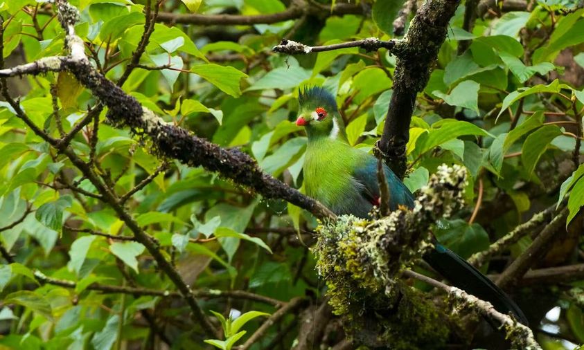 Exoticethiopian's tweet photo. Ethiopia is a true paradise for birdwatchers, with its diverse habitats &amp; an impressive range of endemic species. Home to around 30 bird species found nowhere else in the world!
#BirdwatchingAdventures #BirdinginEthiopia #BirdsofEthiopia #VisitEthiopia #BirdsSeenIn2024 https://t.co/mKpgVi3KAO