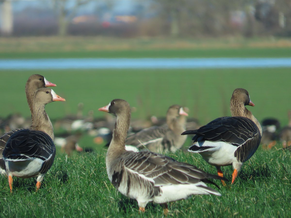 MvStuijvenberg1's tweet photo. Goedemorgen Nederland .... en de rest van de wereld.
Wees vriendelijk vandaag .... en de rest van je leven.
#2024VogelJaar #111 #KolGans https://t.co/BkaoAeyGin