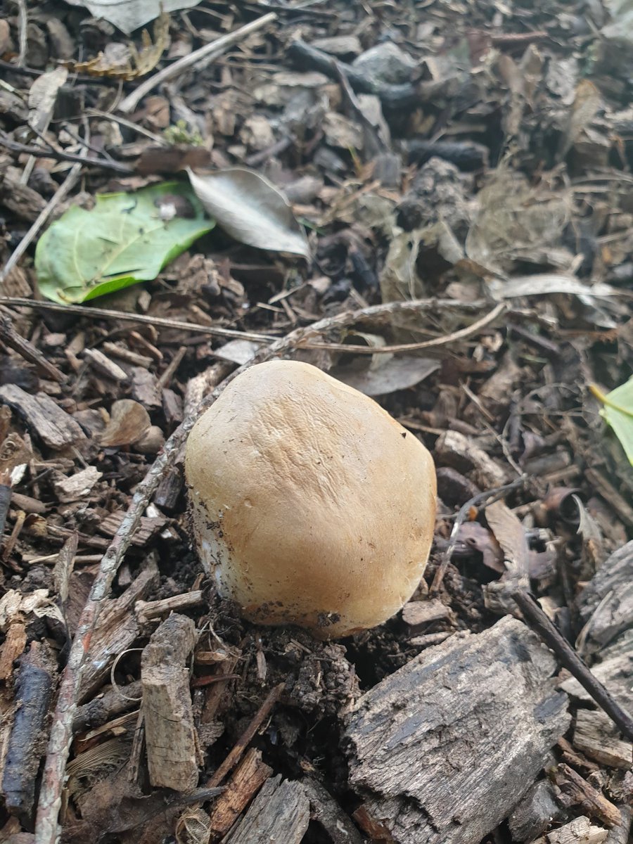 Christopher Z. Dlamini (PhD) tweet media