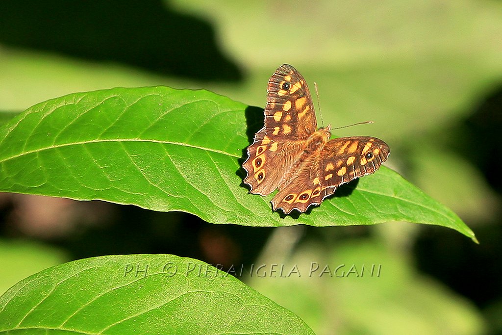 @ferrarisergio4 tweet media