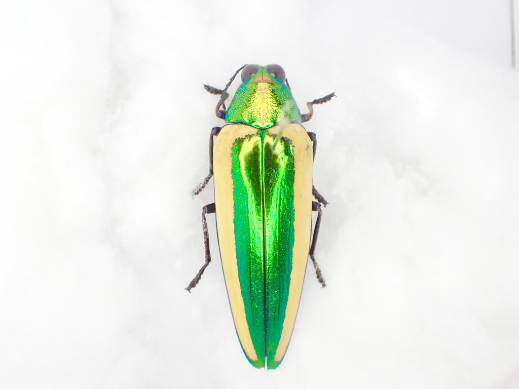 オンライン 【標本】キベリルリタマムシ キベリルリタマムシは腹部に