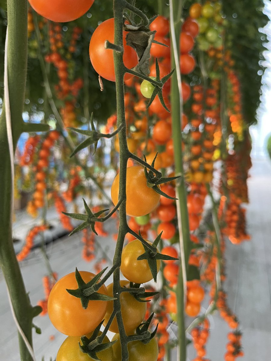 Daniela_DlaMora's tweet photo. Hoy visitamos la @expoagro_gto y obviamente los tomates fueron parada obligatoria.
Pose tomatera con @eduagrom 🍅 https://t.co/XllcvCyMHb