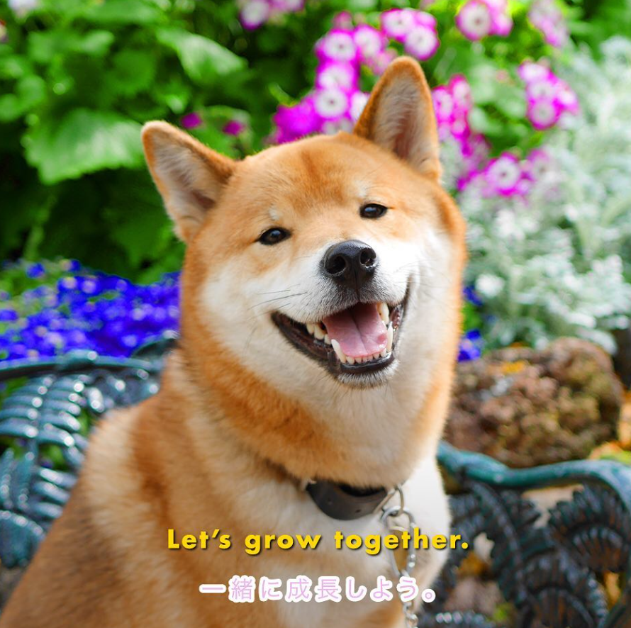 Tofuchan_solana's tweet image. Let's grow together $TOFU