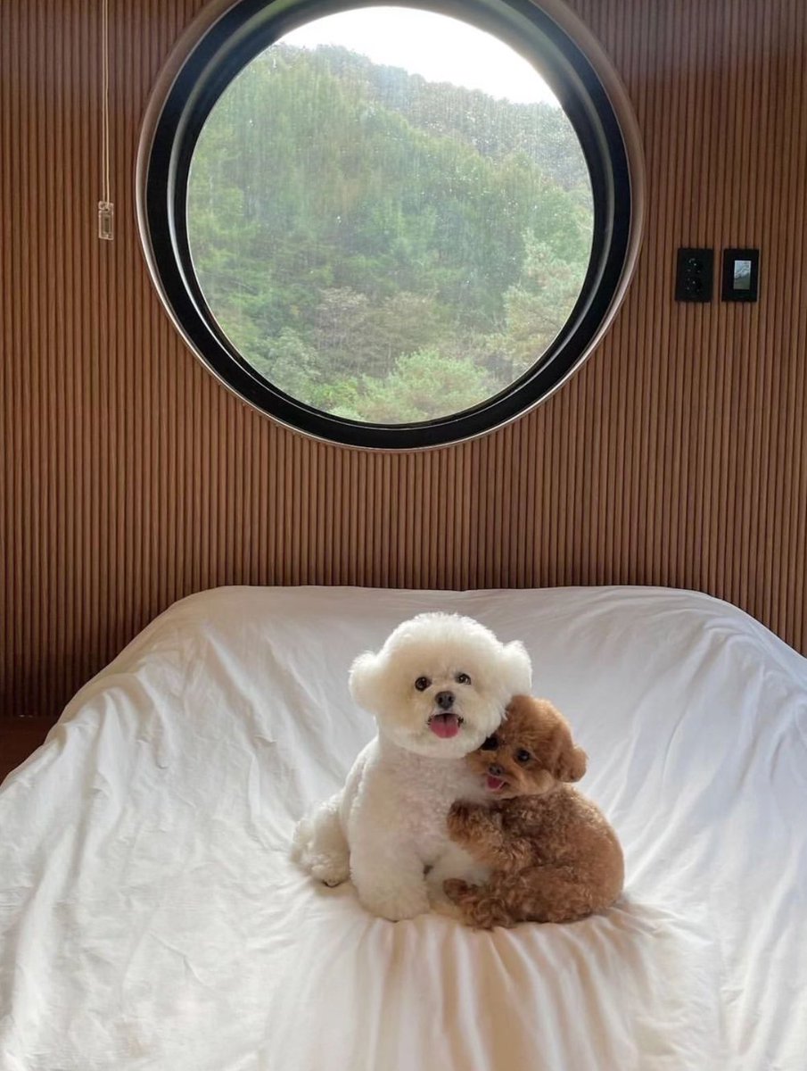 💖 (@twaniimals) on Twitter photo 