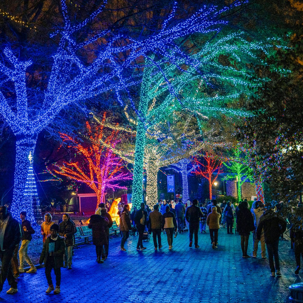 NationalZoo's tweet photo. ✨🦁✨ Our beloved family-friendly winter wonderland, ZooLights, sponsored by @PepcoConnect, returns Nov. 22 to brighten the holiday season! Bask in the glow of larger-than-life animal lanterns and enjoy sweet + savory seasonal treats. 🎟️TIX: https://t.co/Of7kjDmAt8. #DCZooLights https://t.co/auKPyV1d7z