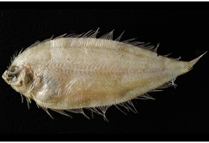 Zootaxa's tweet photo. A new record of the small-headed flounder, Laeops parviceps Günther, 1880 (#Pleuronectiformes: Bothidae) from India, Indian Ocean 
https://t.co/kxxKJ6v8c2 
#Taxonomy https://t.co/DiGbTB5oL2