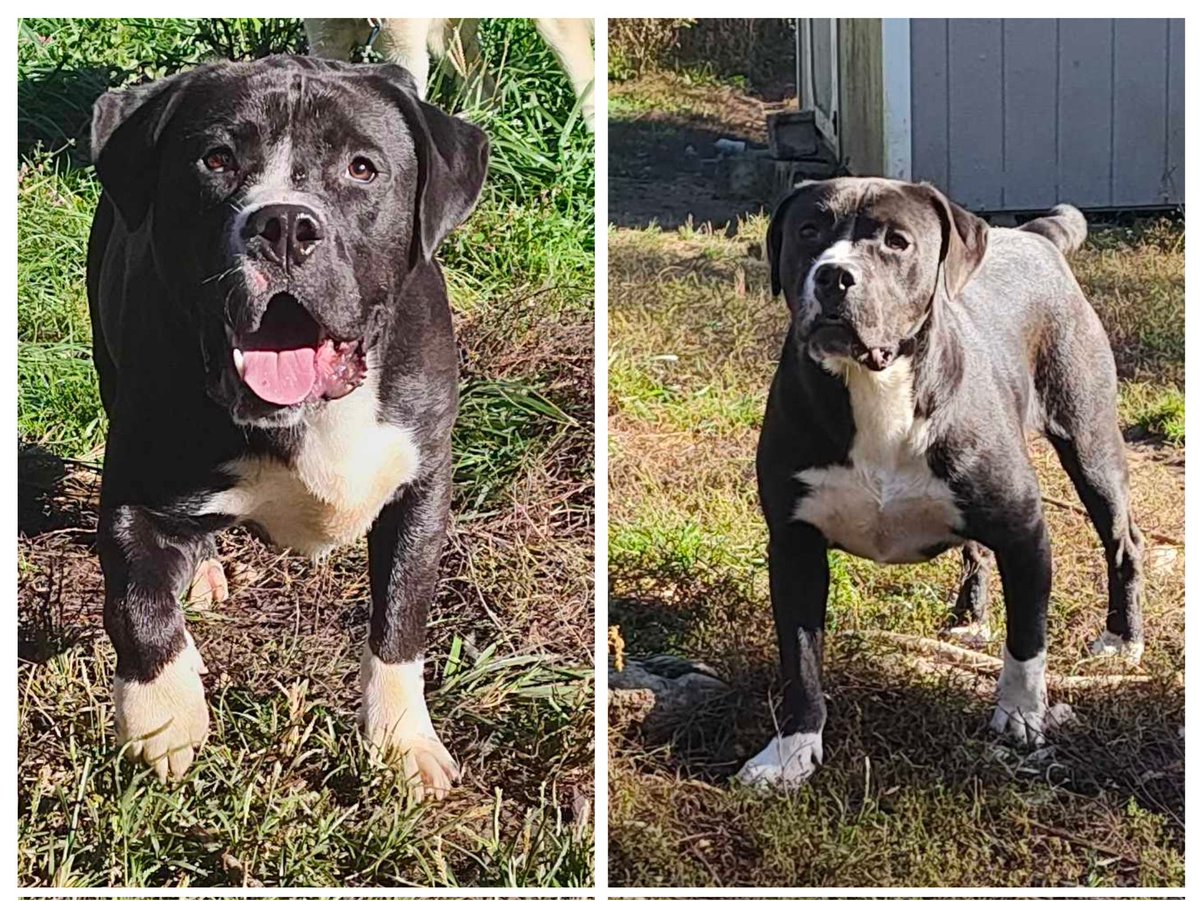 Keith Olbermann's Dogs tweet media