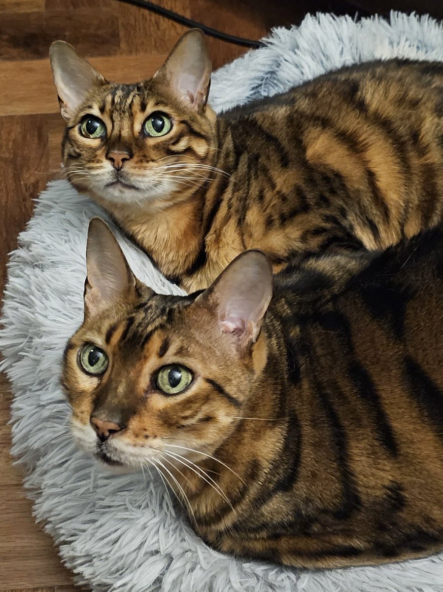 I haven't posted on Twitter / X in a while, so here is a picture of my cats, Caesar and Cleo. 
#cat #cats #bengalcats #caesarandcleo