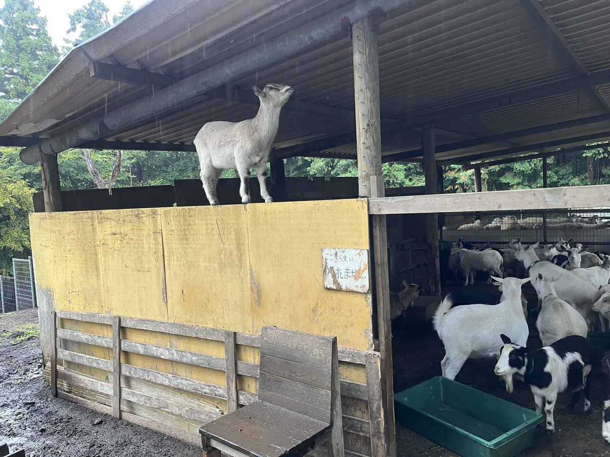 1人だけ雨宿りする場所の癖が強いヤギ🐐

#ダチョウ王国
#ダチョウ王国石岡ファーム
#ヤギ #茨城県