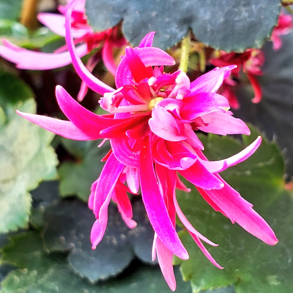 花の名前は〘大文字草〙🦋花の形が(大)の字に似ていることが由来だそうです☺️花言葉は【好意】【自由】【不調和】☘️ピンクの大文字草🎀可愛いっ🥰