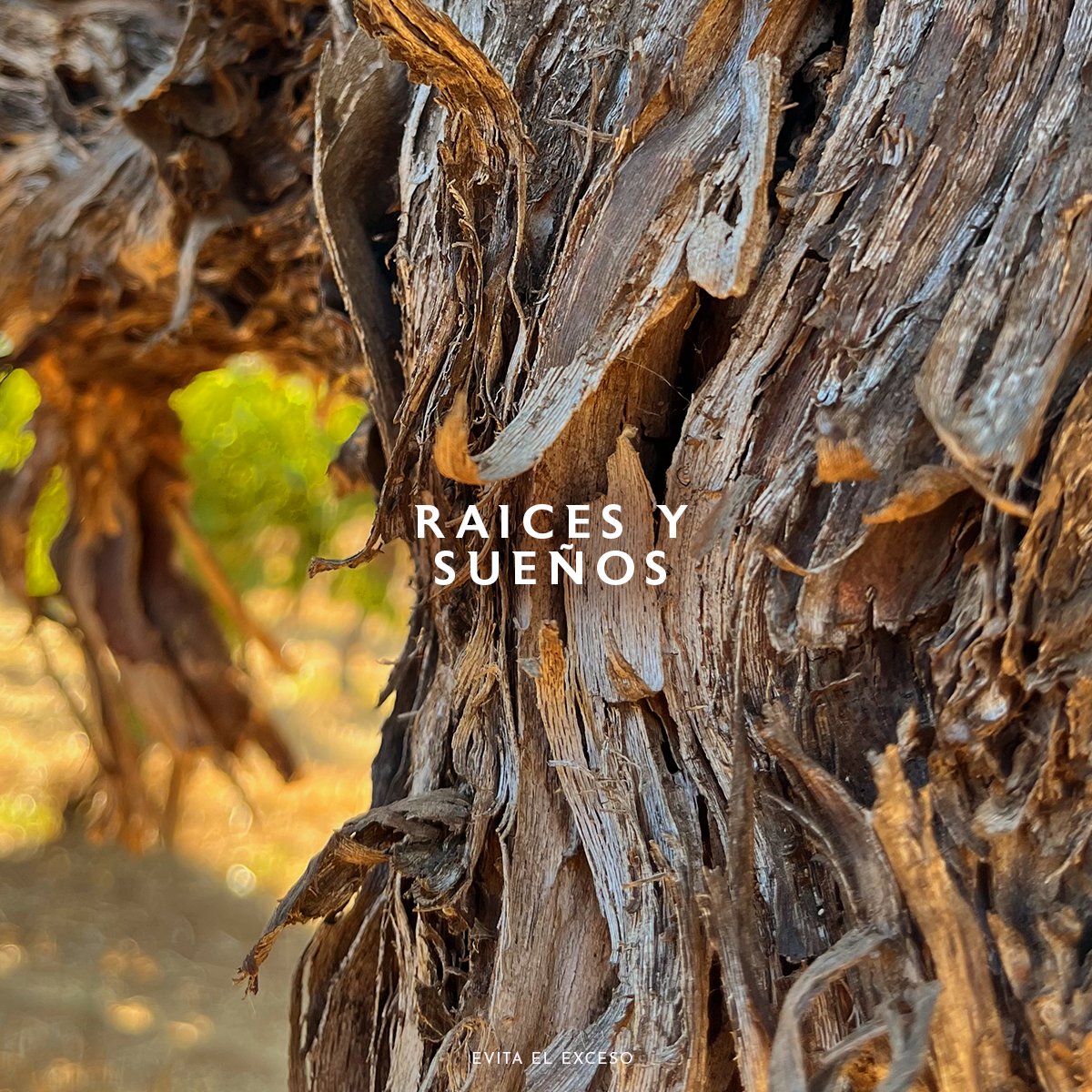 Raíces que nutren sueños, sueños que se brindan en cada copa, Don Luis legado y pasión en cada vino.

#DonLuis #RaícesYSueños