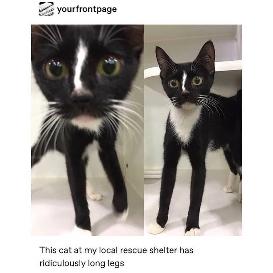 Punch Cat (@punchingcat) on Twitter photo 