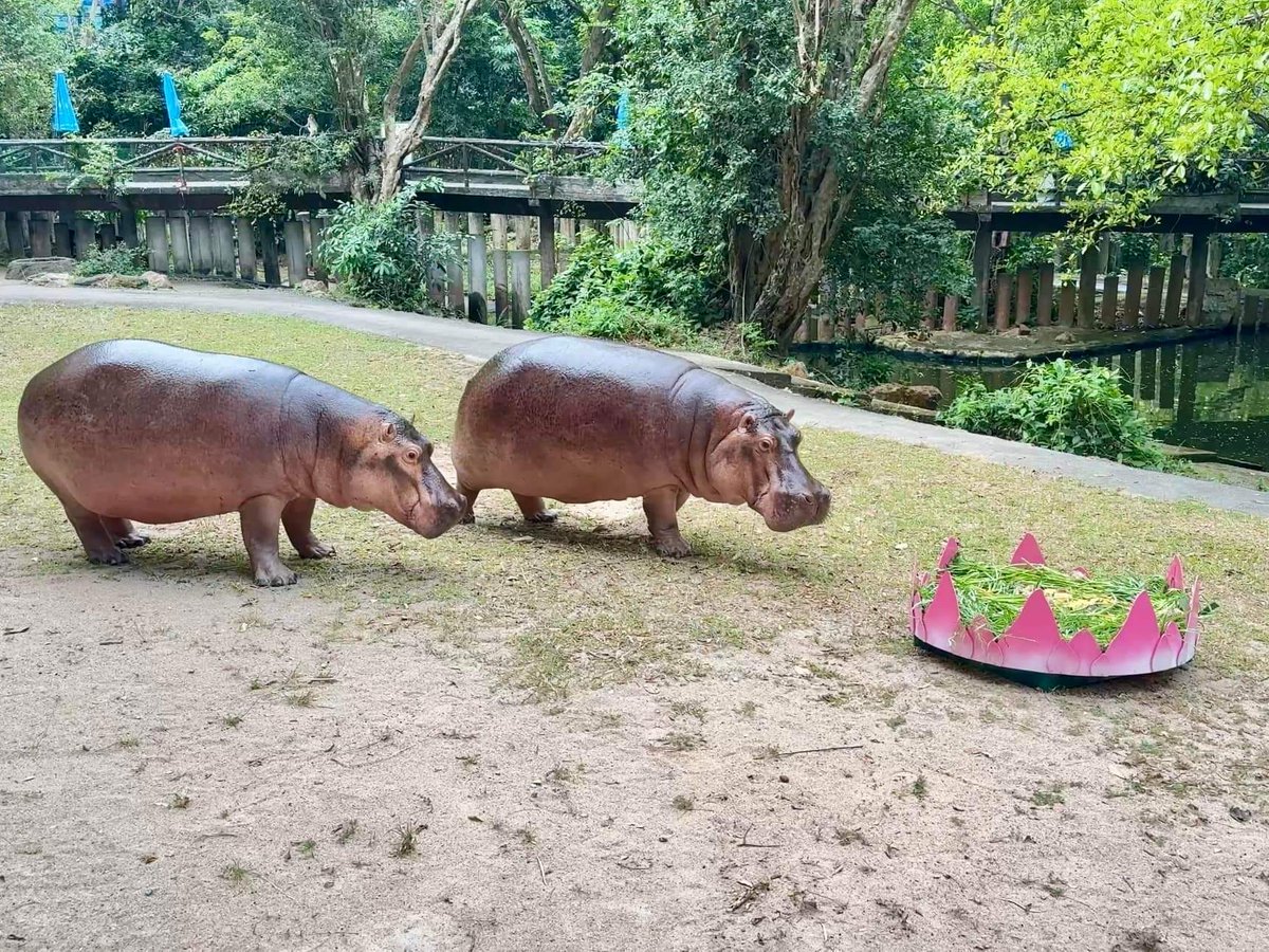KhaokheowZoo's tweet photo. 🪷 #สุขสันต์วันลอยกระทง🪷🦛 ￼ลอยกระทงบก กับครอบครัวฮิปโปฯ #หมูตุ๋น #ขาหมู และ #แม่ศรีพิงค์ 😍🪷🦛

สวนสัตว์เปิดเขาเขียว ได้ร่วมสืบสานประเพณีลอยกระทง จัดกิจกรรมต้อนรับเทศกาลลอยกระทง เสิร์ฟเมนูสุดโปรด กระทงผลไม้รวม ให้ครอบครัวฮิปโปฯ หมูตุ๋น ขาหมู และแม่ศรีพิงค์ ท่ามกลางบรรยากาศอบอุ่นและความสุข 🪷🦛

*ขอบคุณ: ทีมงาน Enrichment Khao Kheow Open
Zoo 

#ฮิปโปฯ #ฮิปโปโปเตมัส
#กระทงอาหารส่งความสุขสู่สัตว์ป่า
#วันลอยกระทง #กระทงยักษ์
#สวนสัตว์เปิดเขาเขียว #ชลบุรี